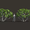Lush Green Trees And Foliage With Person Standing Among Dense Plants