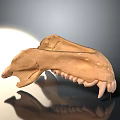 Medical Device Canine Skull Mandible Model With Detailed Dental Structure For Anatomical Teaching