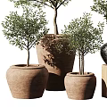 Stylish Decorative Potted Olive Plants With Terracotta And Black Ceramic Pots On Wooden Stands