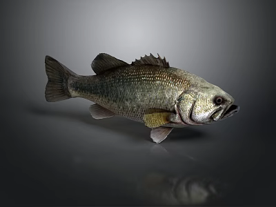 Bass Fish With Detailed Scales And Fins On Gray Smooth Surface With Reflection 3d model