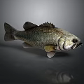 Bass Fish With Detailed Scales And Fins On Gray Smooth Surface With Reflection