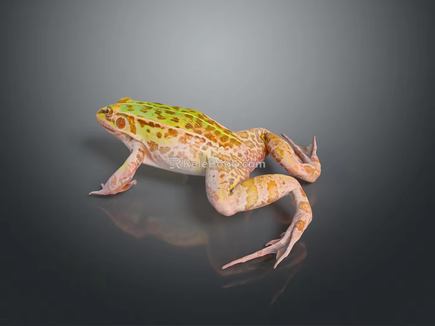 Frog Poison Frog Game Frog Reptile Cold Blooded Animal Reptile 3d model