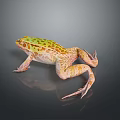 Frog Poison Frog Game Frog Reptile Cold Blooded Animal Reptile 3d model