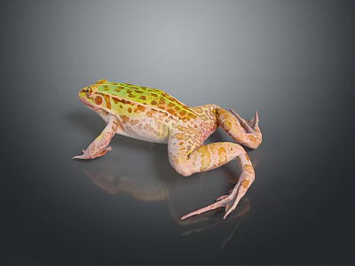 Frog Poison Frog Game Frog Reptile Cold Blooded Animal Reptile 3d model