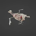 Flying Animal Skeleton Model With Detailed Internal Organs And Anatomical Structure