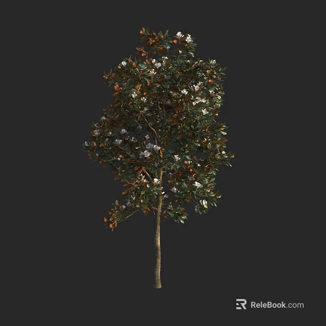 Graceful Tree with Green Leaves and White Flowers on Slender Trunk Against Black Background 3d model 