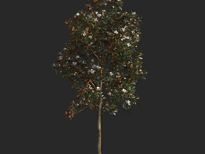 Graceful Tree with Green Leaves and White Flowers on Slender Trunk Against Black Background 3d model