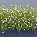 Fresh Yellow And White Small Flowers Blooming In Green Grass Field