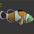 Colorful Striped Clownfish With Orange Black And White Patterns On Dark Background