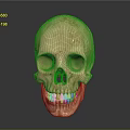 Realistic Human Skull Anatomical Model With Detailed Teeth And Cranial Structure 3d model