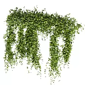Lush Green Vines With Hanging Leaves And Various Decorative Creeping Forms