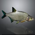 Silver Fish with Shiny Scales Green Fins on Dark Reflective Background