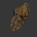 Ancient Fossil Skull With Detailed Bone Structure And Prehistoric Features 3d model