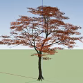 Deciduous Tree With Red Pink Leaves Dark Trunk Against Blue Sky White Clouds Green Grassland