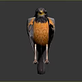 Flying Animal Bird with Orange Chest Black Head and Yellow Beak Standing on Dark Background