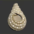 Beautiful Spiral Seashell With White Polka Dots Ivory White Glossy Surface Elegant Design