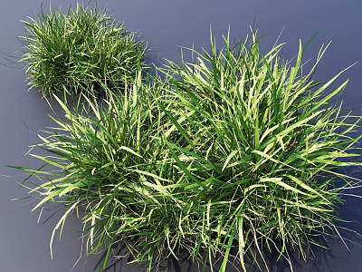 Lush Green Grass Clumps Featuring Slender Fresh Leaves On Gray Background 3d model