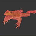 Green Frog With Open Mouth Detailed Skin Texture Standing On Dark Surface