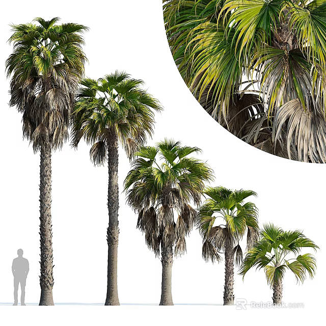 Tall Palm Trees With Lush Green Fronds And Thick Trunks Arranged Naturally In Group 3d model 