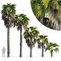 Modern Palm Tree 3d model