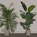 Indoor Potted Plants With Tall Green Leaves In Beige Pots On Wooden Floor