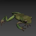 Green Flying Frog With Large Eyes Slim Body And Webbed Feet In Natural Habitat