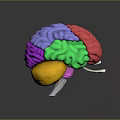 Detailed 3D Human Brain Anatomical Model With Colored Lobes And Neural Structures