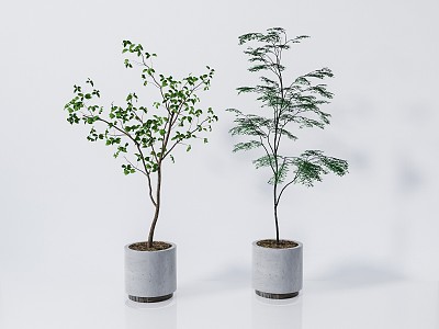 Modern Potted Plant Green Plant Bonsai 3d model