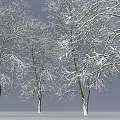 Snow Covered Tree Branches in Winter With White Frost and Natural Look