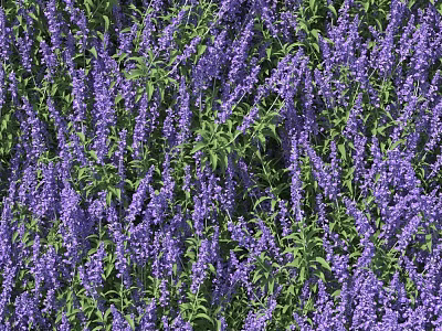 Vibrant Purple Flowers With Lush Green Leaves In Natural Garden Landscape 3d model