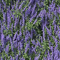 Vibrant Purple Flowers With Lush Green Leaves In Natural Garden Landscape
