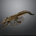 Detailed Fish Skeleton Anatomical Structure With Bone Remains And Skeletal Framework