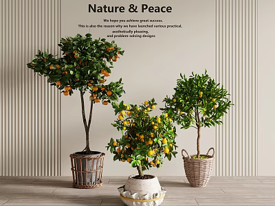 Nature And Peace Indoor Space With Fruit Bearing Trees In Woven Baskets And Ceramic Pots 3d model