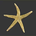 Yellow Starfish With Textured Surface On Gray Background Showing Reflection 3d model