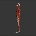 Human Organ and Hair Anatomical Structure with Colorful Muscular System 3D Rendering