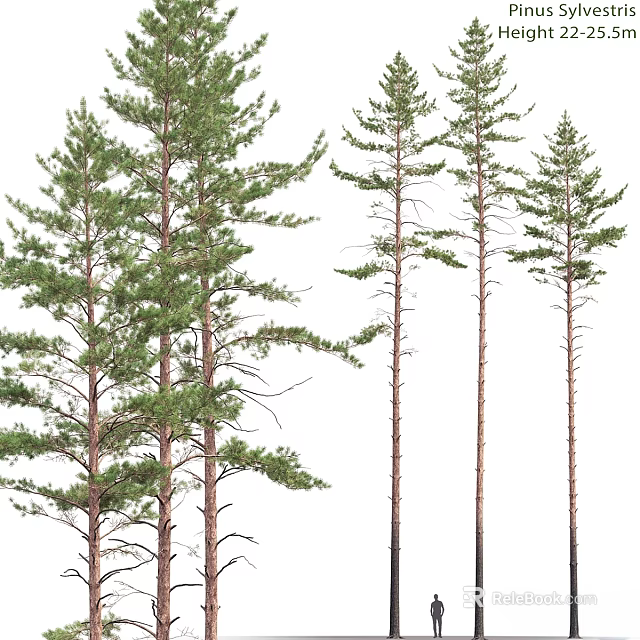 Decorative Pine Tree Ornament Set With Various Styles For Home Decoration 3d model 
