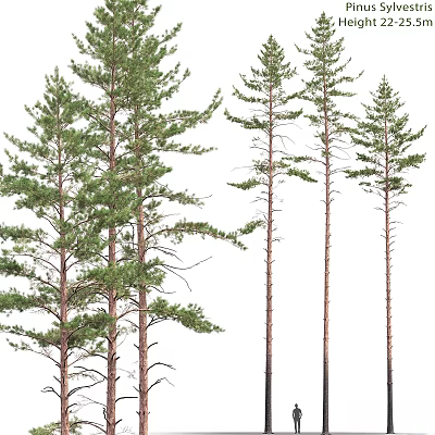 Decorative Pine Tree Ornament Set With Various Styles For Home Decoration 3d model
