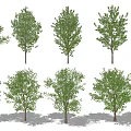 Various Arbor Tree Varieties with Green Foliage and Sturdy Trunks 3d model