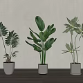 Different Types of Indoor Potted Plants with Green Leaves in Light Colored Pots