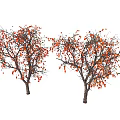 Leafless Arbor Trees with Red Fruits on Branches Against White Background 3d model