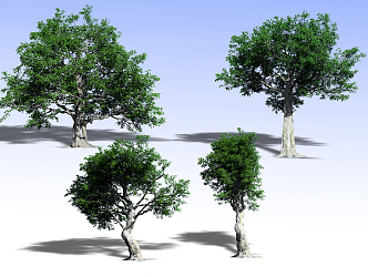 Plants 3d model