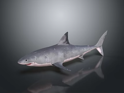 Realistic 3D Gray Shark Model With Dorsal Fin Tail Fin And Reflection On Dark Background 3d model