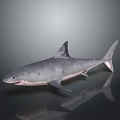 Realistic 3D Gray Shark Model With Dorsal Fin Tail Fin And Reflection On Dark Background