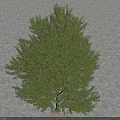 Lush Green Tree With Vibrant Foliage Growing On Paved Brick Ground Outdoor