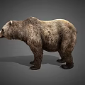 Realistic Brown Bear 3D Model With Detailed Fur Texture In Standing Pose On Gray Background