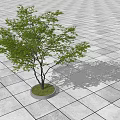 Lush Green Arbor with Slim Trunk on Gray Tiled Open Ground 3d model