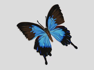 Butterfly With Vibrant Blue Wings And Brown Edges Flying Animal Species 3d model
