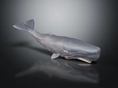 Gray Whale Realistic Sculpture With Detailed Features And Reflection On Black Background 3d model