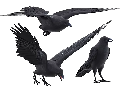 Black Crows in Various Flying and Standing Poses on White Background 3d model
