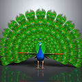 Modern Peacock Green Peacock Open Screen 3d model